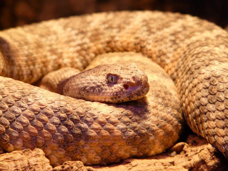 communication, aggression, animal themes, rattlesnake, poisonous, curled up, outdoors, crotalus, snake, common, sneaky, creepy, scary, warning sign, close-up