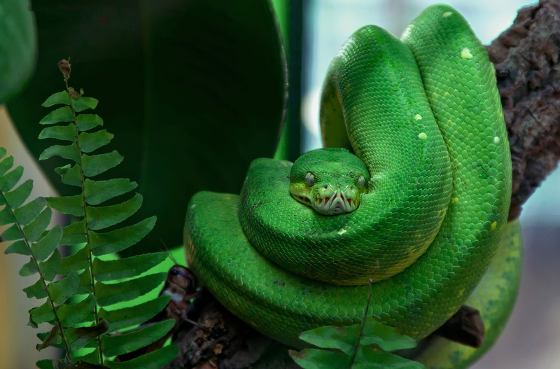 vertebrate, tree snake, Toxic, poisonous, evil, green color, no people, green, nature, plant, curled up, outdoors, day, close-up, green snake, animal themes