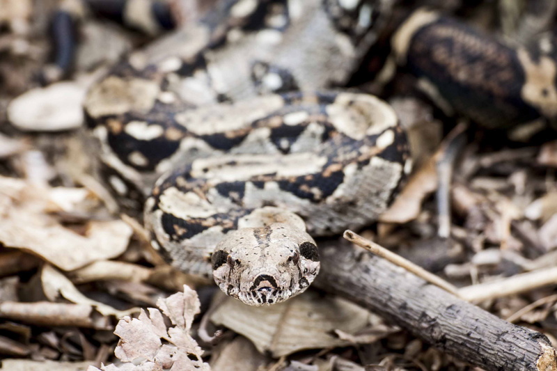 animals in the wild, ground, venomous, animal wildlife, jungle, day, wildlife, reptile, species, toxic, danger, forest, dry, dangerous, tree, python, outdoors