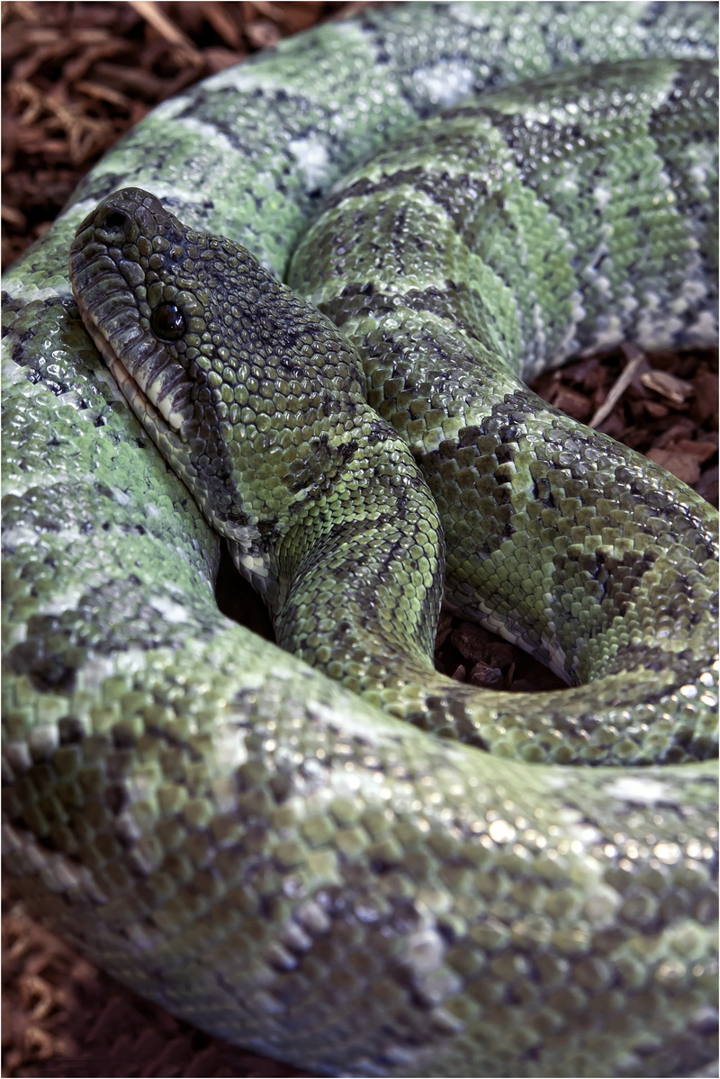 animal head, nature, curled up, 5K, animal, snake, green tree python, no people, animals in the wild, mamba, selective focus, africa, zoo, creature, close-up