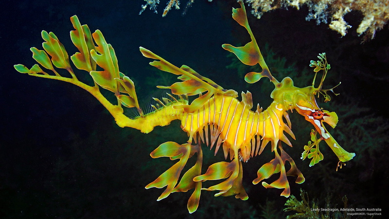leafy, 2K, Ocean Life, australia, south, adelaide, seadragon