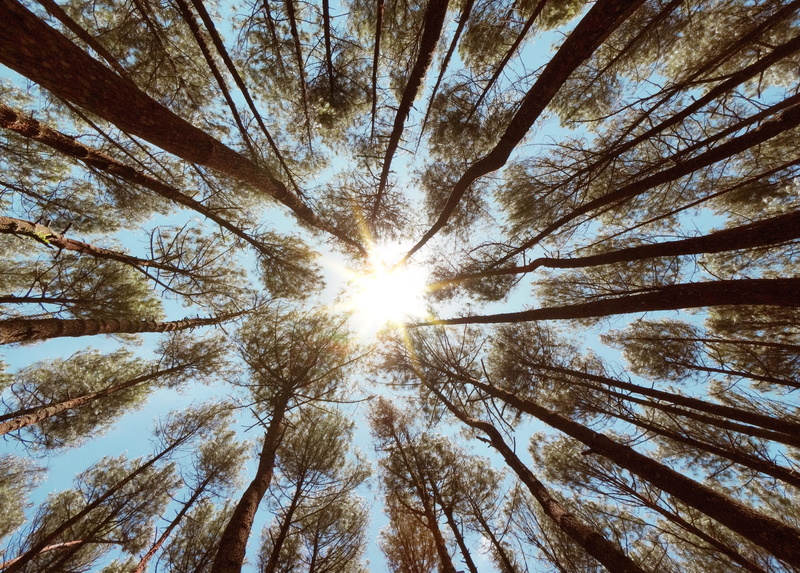 growth, trunk, tranquility, tree trunk, full frame, pine, forest, branch, tree, coniferous tree, 4K, backgrounds, sun, nature, pines, no people, sky, directly below