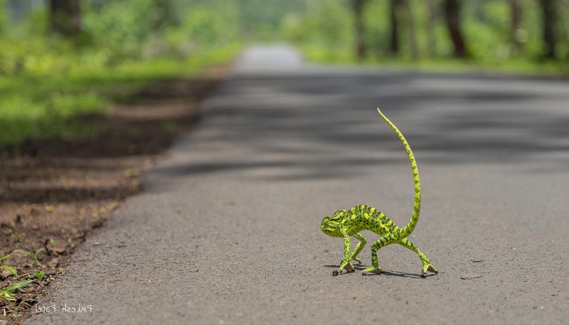 environmental conservation, green color, road, tree, day, focus on foreground, close-up, environment, no people, leaf, landscape, 1080P, growth, beauty in nature