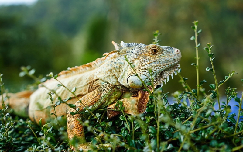 lizard, 720P, nature, land, animals, no people, looking away, animal wildlife, green color, chameleons, reptile, plant, animal scale, vertebrate, iguana