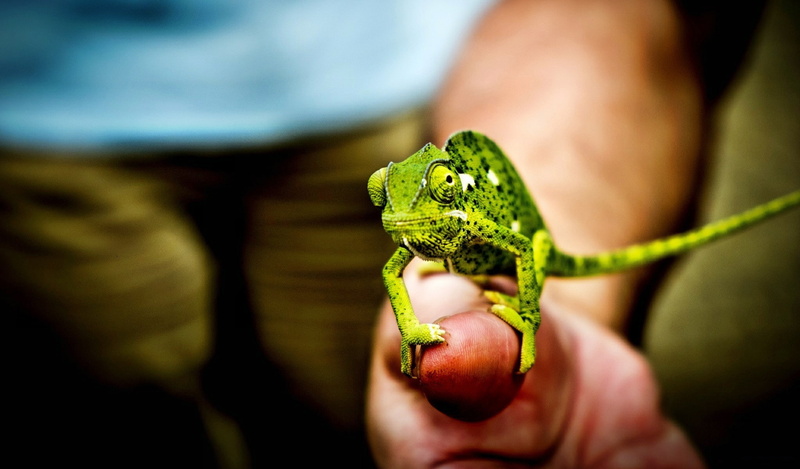 animals, 1080P, chameleons, nature