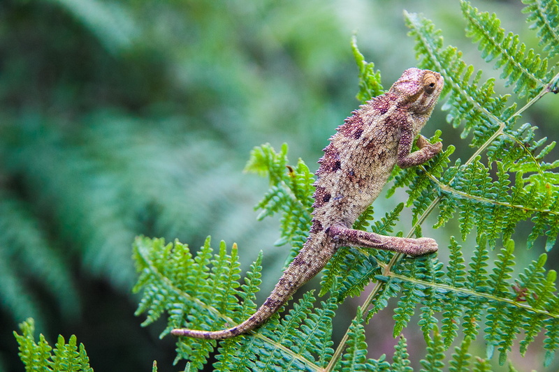 animal, animals in the wild, focus on foreground, 2K, one animal, reptile, green color, lizard, branch, tree, chameleons, leaves, outdoors, nature, plant