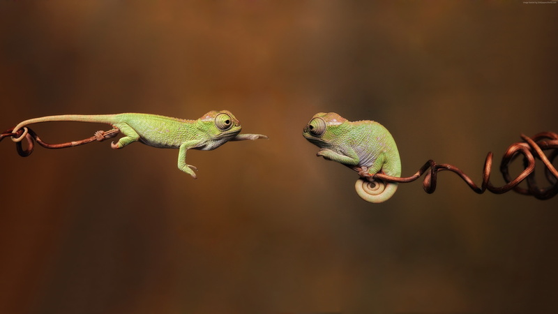 4K, 4k, chameleon