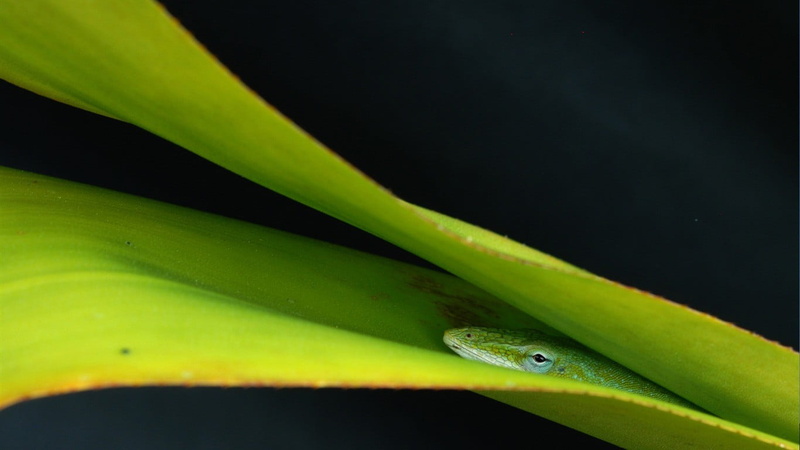 outdoors, black background, plant, dew, lizards, rainforest, day, water, green color, leaves, animal wildlife, 720P, beauty in nature, reptiles, animal head