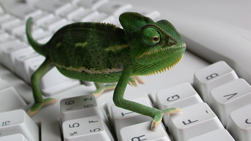 animals, keyboard, hd, 720P, lizard, chameleon