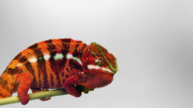 hd, chameleon, 1080P, lizard, animals