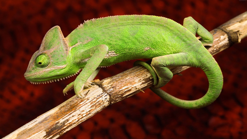 Photography, 4K, Chameleon, Animals, Green