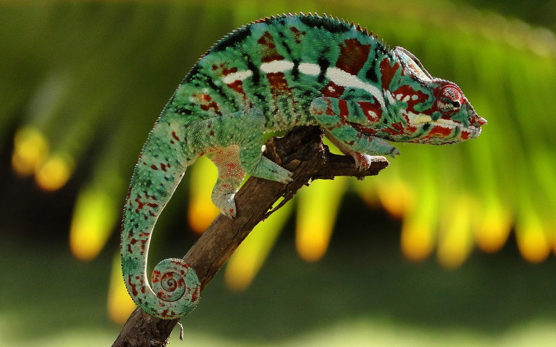 lizard, chameleon, animals, hd, 1080P