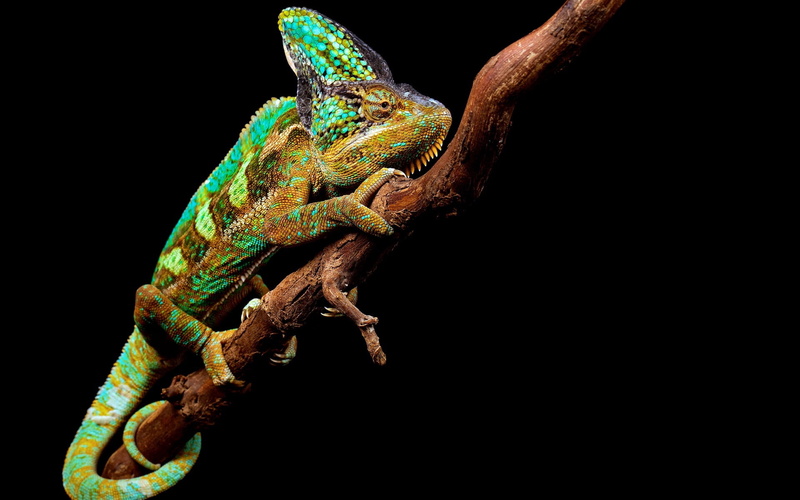 green, no People, reptile, close-up, wildlife, living Organism, dragon, animal themes, animal, black background, isolated, 1080P, animals In The Wild