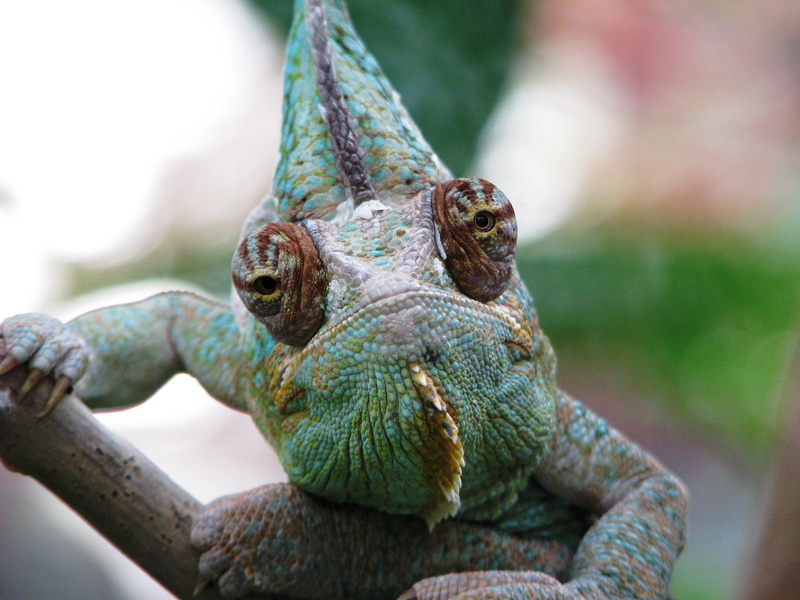 animal, reptile, animals in the wild, nature, chameleons, outdoors, green color, 2K, animal themes, focus on foreground, animal eye, no people, iguana