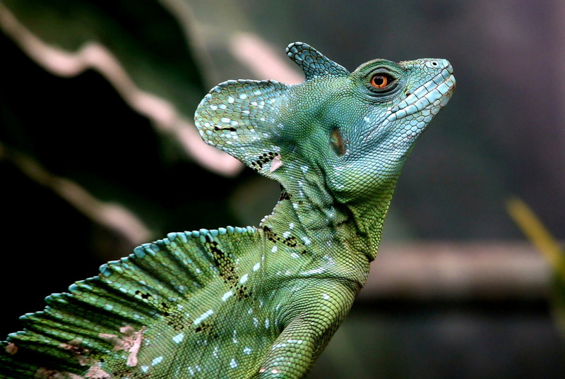 focus on foreground, one animal, 720P, animal head, nature, chameleon, animal wildlife, green color, animal themes, animal body part, animal, chameleons