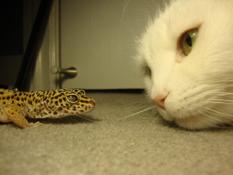 reptile, feline, indoors, animal, domestic, 4K, one animal, animal themes, animal head, looking, whisker, animal body part, brown, domestic animals, close-up