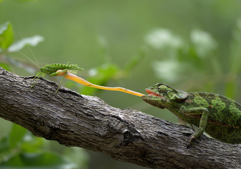 grasshopper, animals, reptiles, branch, 1080P