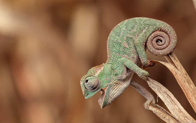 2K, chameleon, green, animal