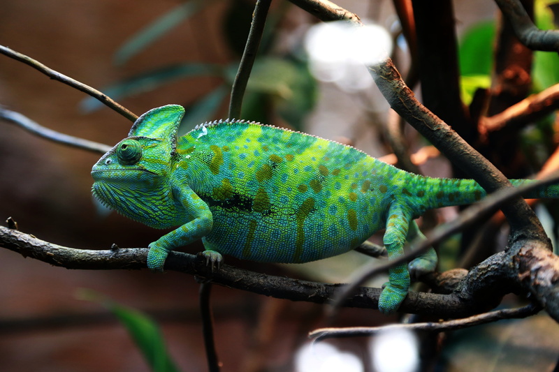 canon, varsavia, nature, animale, tree, polan, wildlife, green, close up, tree trunk, zoo, close, trunk, animal, 5K, view, warsaw, yellow, lizard, Chameleon