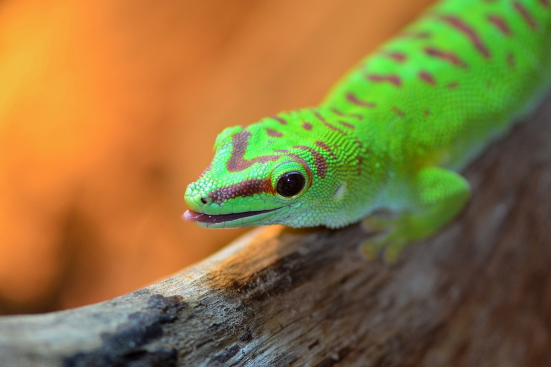 micro, gecko, log, Greenday, nature, gray, animal, gekko  gecko, zoo, photo, wildlife, close-up, green Color, lizard, Emmen, closeup, Green, 4K, macro