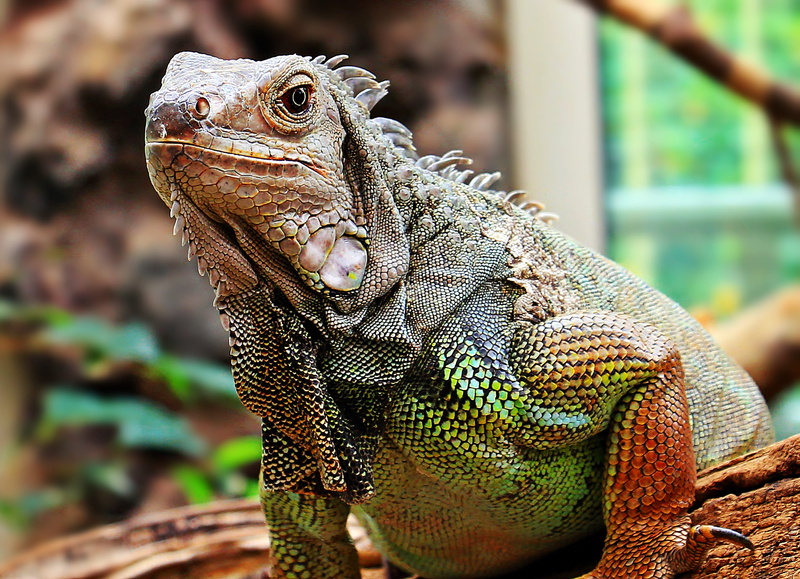head, bearded dragon, animal body part, scale, wildlife photography, gray, reptile, nature, schuppenkriechtier, close-up, side view, scaly, animal themes