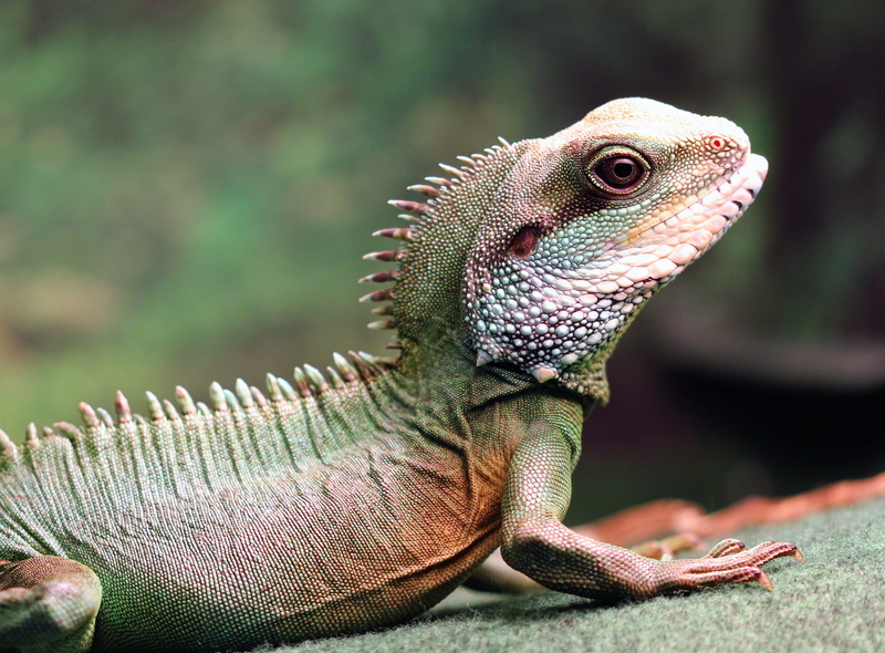 close-up, face, crest, thailand, big, reptile, green water dragon, vertebrate, animal head, asia, one animal, no people, green, wildlife, scaly, fauna