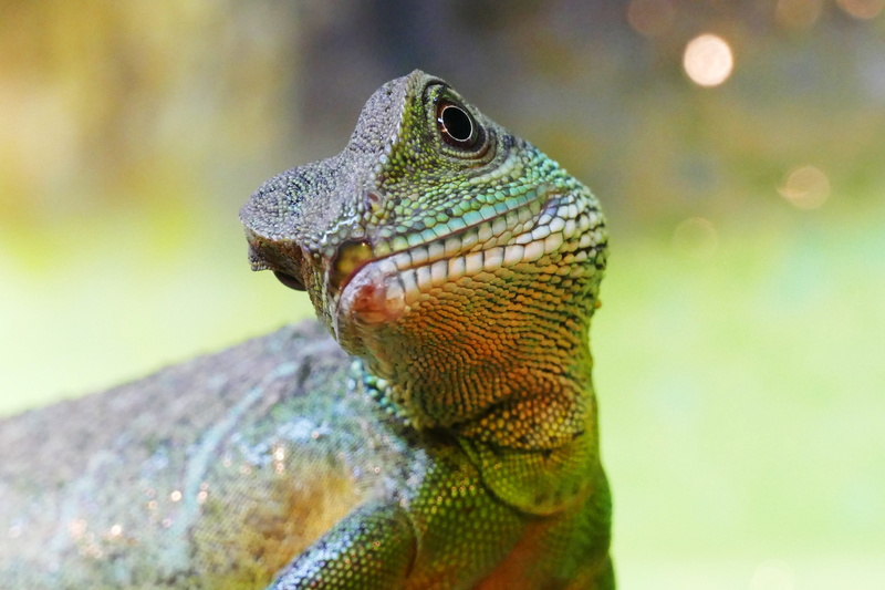 colorful, creature, gecko, brown, wildlife, day, focus on foreground, wild, one, asian, terrarium, reptilia, china, skin, nature, animal themes, animal body part
