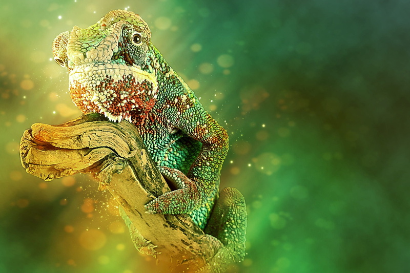 reptile, red, exotic, wild, focus on foreground, outdoor, tree, branch, animal, lizard, colorful, outdoors, profile view, animal head, yellow, jungle, animal wildlife
