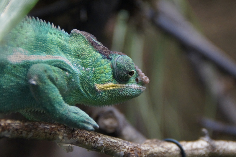 wildlife, chameleon, reptile, scale, branch, one animal, 5K, head, insect eater, animal eye, color, eye, profile view, close-up, terrarium, animal head