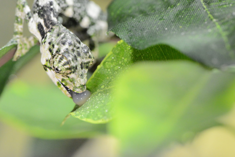 5K, wildlife, close-up, Camouflage, head, animal body part, dragon, nature, outdoors, pet, day, no people, insect, madagascar, leaf, character, plant part