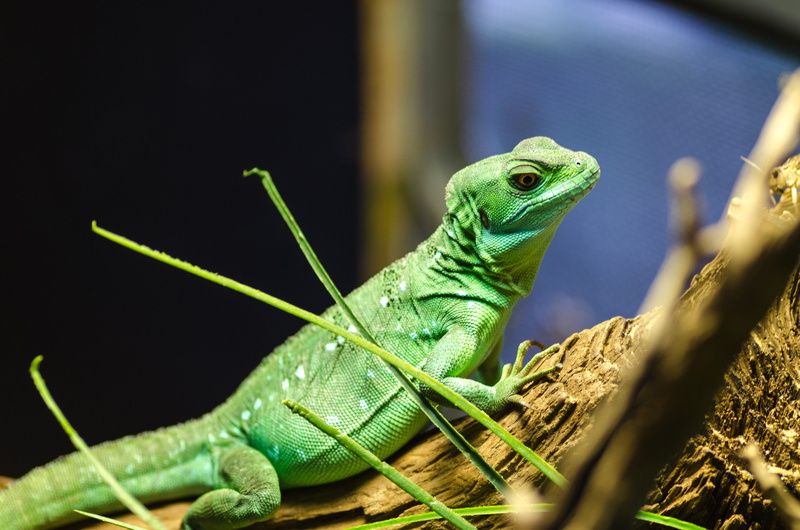 selective focus, one animal, outdoors, focus, animal, crawling, beautiful, tree, iguana, animals in the wild, animal eye, 4K, creature, green color, gecko