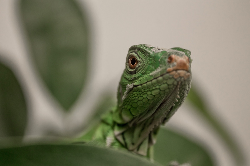 camouflage, tropical, iguana, close-up, poisonous, vertebrate, one animal, animal wildlife, selective focus, rainforest, chameleon, no people, lizard, gecko