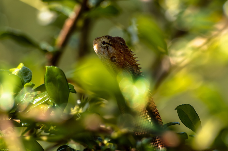 eye, 5K, disguised, color, lizard, chameleon, one animal, outdoors, animal wildlife, no people, animals in the wild, wildlife, tree, leaf, plant part