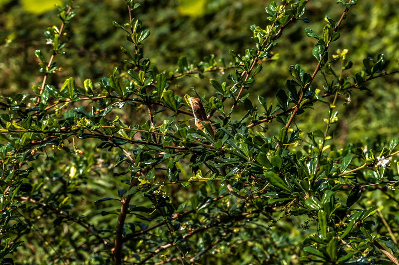 tree, one animal, perching, exot, head, outdoors, chamaeleonidae, terrarium, plant part, colorful, wild, bird, green color, eye, leaf, 5K, lizard, selective focus