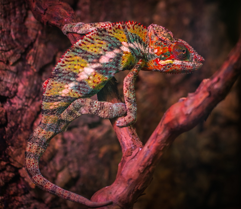 branch, climb, no people, species, wildlife, animal scale, reptile, chameleon, vertebrate, blur, lizard, colors, focus on foreground, veiled, exotic, animal themes