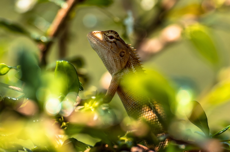 animal, animal scale, plant, selective focus, sunlight, tropical, leaf, close-up, exot, chamaeleonidae, lizard, colorful, vertebrate, one animal, head