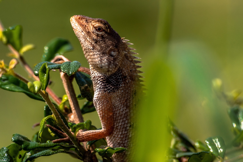 wild, animals in the wild, wildlife, animal themes, vertebrate, eye, focus on foreground, no people, exot, green color, outdoors, animal wildlife, animal