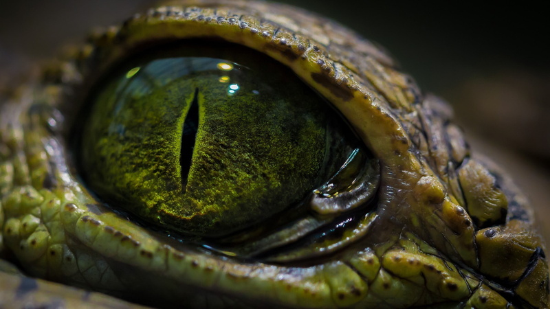 animals, macro, reptiles, 2K, eyes