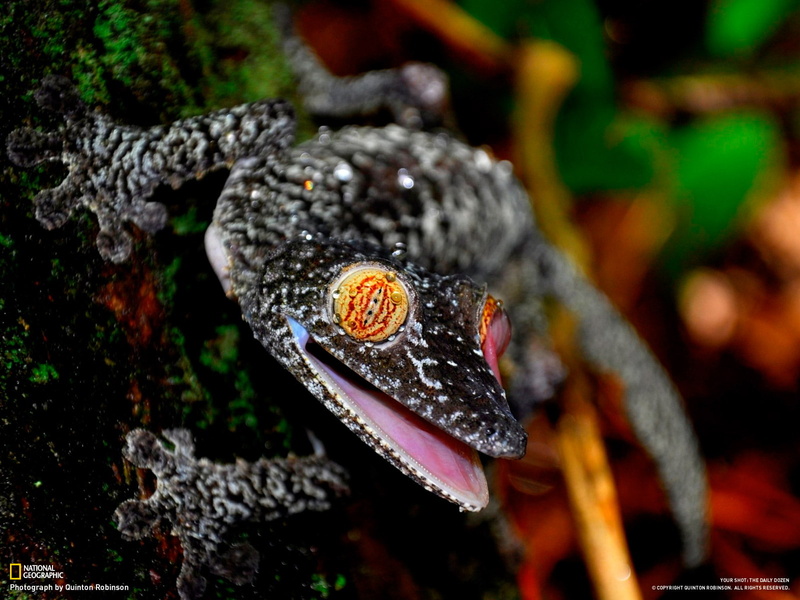 gecko, 720P, animals, hd