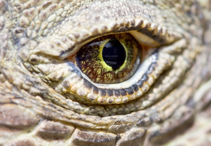 animal body part, reptiles, no people, reptile, animal wildlife, 2K, eye, animal eye, animals in the wild, macro, body part, eyesight, full frame, extreme close-up
