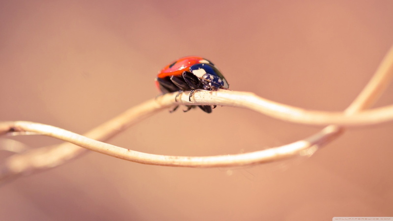 one animal, insect, day, no people, 2K, ladybugs, small, lure, animal, macro, close-up, red, blue, colored background, beauty in nature, animal themes
