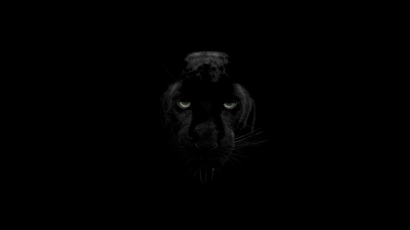 pets, animal themes, animal portrait, indoors, close-up, dark, studio shot, animal eye, one animal, animals, portrait, vertebrate, looking at camera, panther