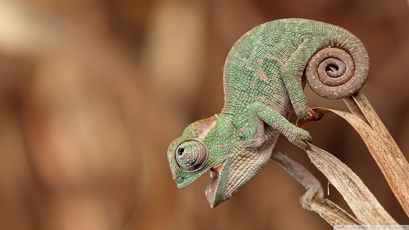 skin, nature, depth of field, closeup, animals, green, reptiles, tail, happy, 1080P, chameleons, plants, open mouth