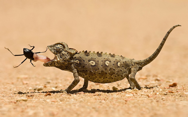 1080P, outdoors, day, no people, climate, full length, nature, Chameleon, aggression, arid climate, poisonous, Reptiles, one animal, invertebrate, animals in the wild