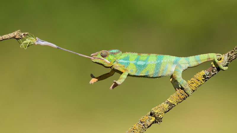 green color, color, plant, animals, outdoors, tv, desktop, tablet, 4K, laptop, hd, no people, insect, one animal, day, close-up, mobile, vertebrate, hunting