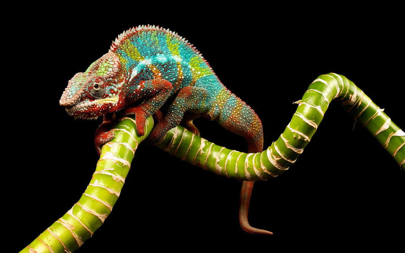animal themes, chameleon, animal scale, vertebrate, animals in the wild, animal body part, color, side view, lizard, animal wildlife, zoology, 4K