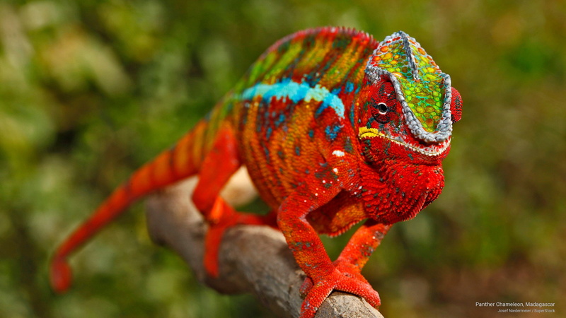 2K, chameleon, madagascar, Animals, panther
