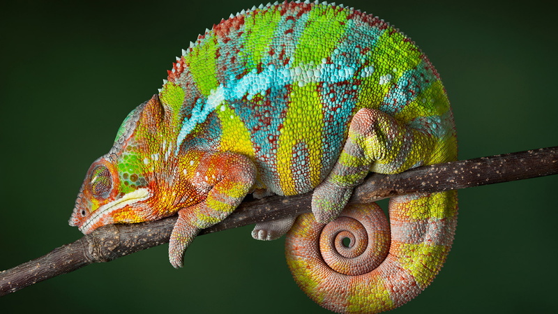 1080P, lizard, hd, round, phones, desktop, tail, sleep, mobile, chameleon, striped
