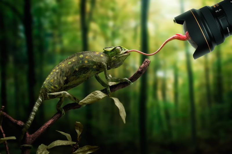 lens, chameleon, Fly, funny, 1080P, slip, language