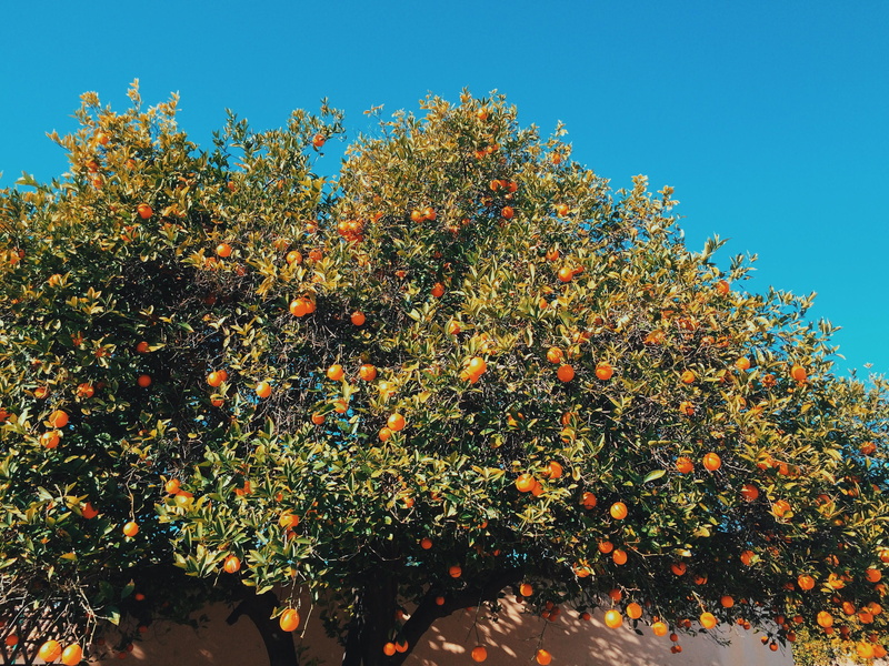 outdoors, growth, autumn, orange - fruit, orange, plant, sky, sun, orange tree, day, east camelback road, tree, no people, low angle view, food and drink